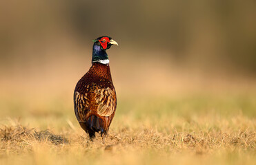 Ringneck Pheasant (Phasianus colchicus) male close up
