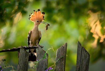 Eurasian hoopoe bird in early morning light ( Upupa epops )
