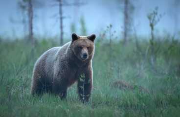 Wild brown bear ( Ursus arctos )