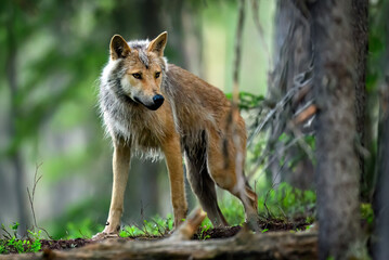 Grey wolf ( Canis lupus ) close up