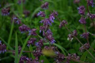 close up of lavender flowers
