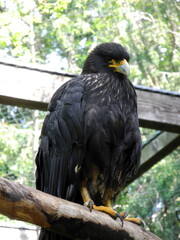 Ein Krabbenbussard