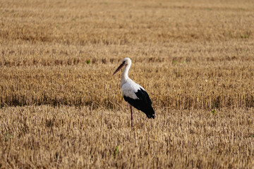 White stork walking on harvested wheat field during summer, searching for food on golden stubble after combine harvester has passed