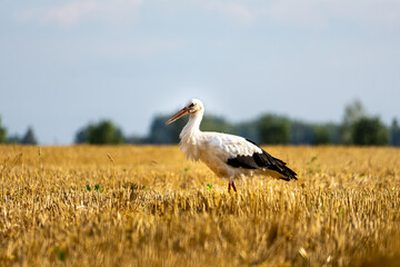 White stork walking on harvested wheat field during summer, searching for food on golden stubble after combine harvester has passed