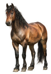 Obraz premium Full shot of a strong, brown horse