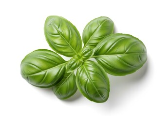 Fototapeta premium Vibrant green basil leaves studio shot top down view leaf herb
