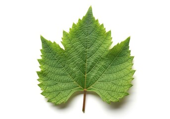 Fototapeta premium Vibrant green grape leaf isolated on a clean white vine plant