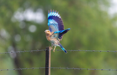 indian Roller taking flight and showing beautiful colourful wings.