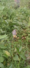 butterfly in the forest