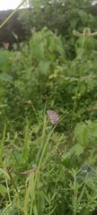 butterfly on a grass