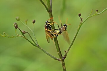 Paarung der Braunwurzblattwespe (Tenthredo scrophulariae) an Knotiger Braunwurz (Scrophularia nodosa)