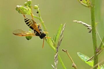 Braunwurzblattwespe (Tenthredo scrophulariae) an Knotiger Braunwurz (Scrophularia nodosa)