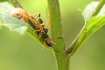 Braunwurzblattwespe (Tenthredo scrophulariae) und Schnecke an Knotiger Braunwurz (Scrophularia nodosa)