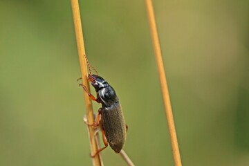 Behaarter Schnellläufer (Harpalus rufipes)