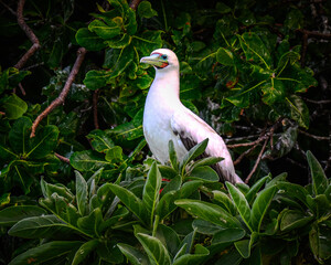 A tropical seabird on the island of Taveuni, Fiji