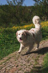 Happy dog running on cobblestone path in spring meadow