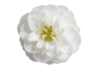 Delicate white flower with green center isolated on transparent background