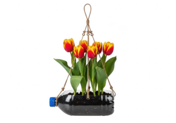 Upcycled bottle planter with vibrant red and yellow tulips hanging isolated on transparent background