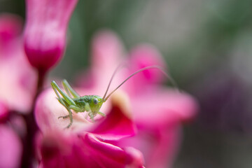 grasshopper on pink flower