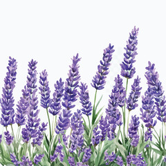 Naklejka premium Watercolor lavender flowers border design