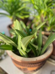 Lush Green Potted Plant in Terracotta Pot on Balcony Garden