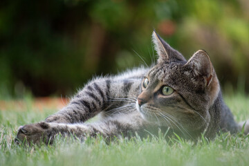 cat on grass