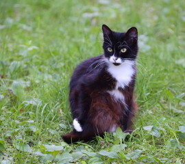 .A black, brown, and white yellow-eyed cat is sitting in green grass