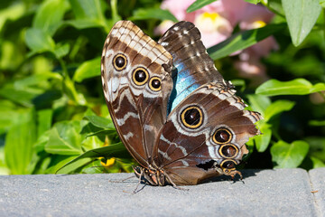 painted lady butterfly