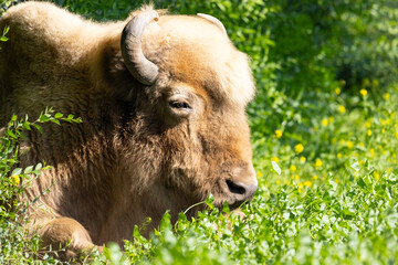 portrait of a rare blonde bison laying in the green grass