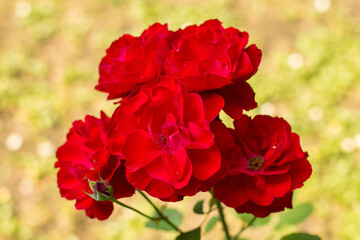 Bouquet of red roses blooming in garden for wedding celebration