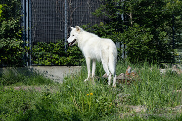 arctic wolf in a zoo surrounded by greenery 