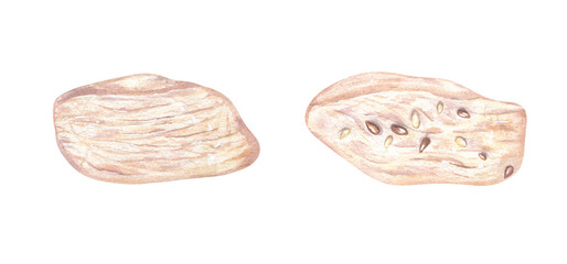 Two pieces of boiled chicken or turkey meat breast fillet with sesame seeds watercolor illustration set on isolated white background. Top view. Meat slices for healthy food blog, fitness recipe, menu.