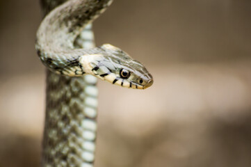 close up of a snake