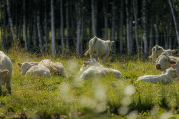 Group of cream-colored cows and calves standing in a sunlit grassy field, enclosed by a wire fence, with trees in the soft background.