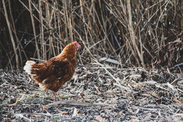 free range chicken in the farm