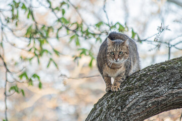 cat in tree