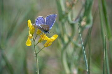 butterfly on a flower