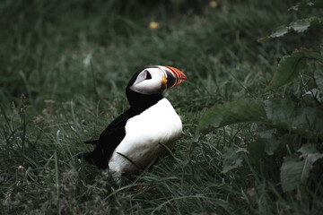 Beautiful puffin from Iceland