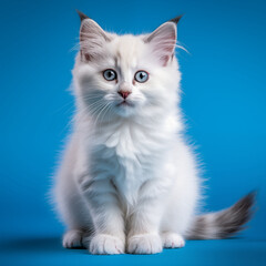 Obraz premium A cute white fluffy Ragdoll kitten sitting on a vibrant blue background