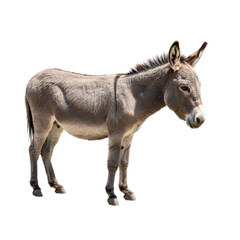 Obraz premium Donkey standing isolated on transparent background