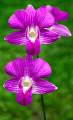A type of orchid on the island of Fiji