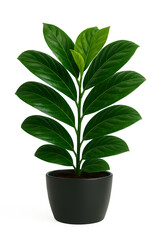 A vibrant green houseplant with lush leaves in a dark pot