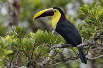 Obraz premium Colorful toucan perched on a branch in a lush rainforest environment during early morning hours