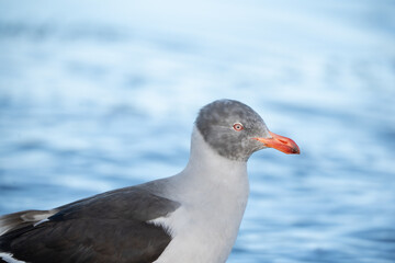 dolphin gull close up southern hemisphere