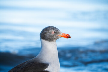 dolphin gull head details patagonia wildlife