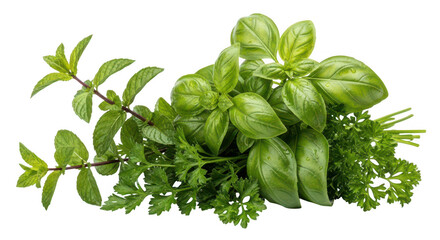 Fresh culinary herbs bunch isolated on transparent background
