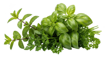 Fresh culinary herbs bunch isolated on transparent background