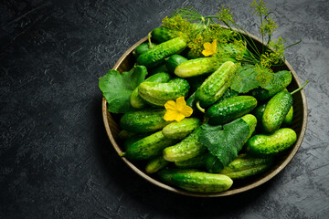 Organic farm cucumbers on a metal tray. Food concept.