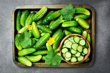 Fresh farm cucumbers, cucumber flowers and leaves in a metal vintage tray. Top view. Food concept.
