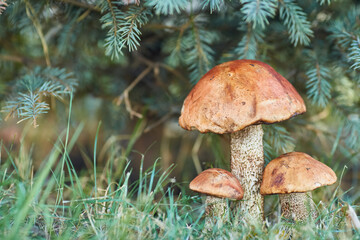 Cluster of Orange Birch Bolete Mushrooms
